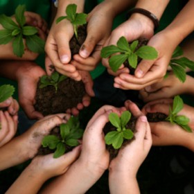 Current Projects: Hands Holding Several Baby Green Plants