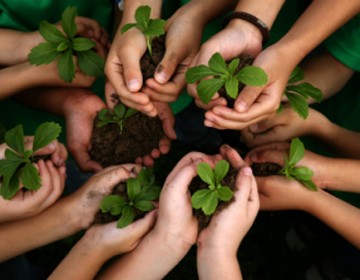 Current Projects: Hands Holding Several Baby Green Plants