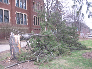 Fallen Pine Tree Schofield Hall UW-Eau Claire